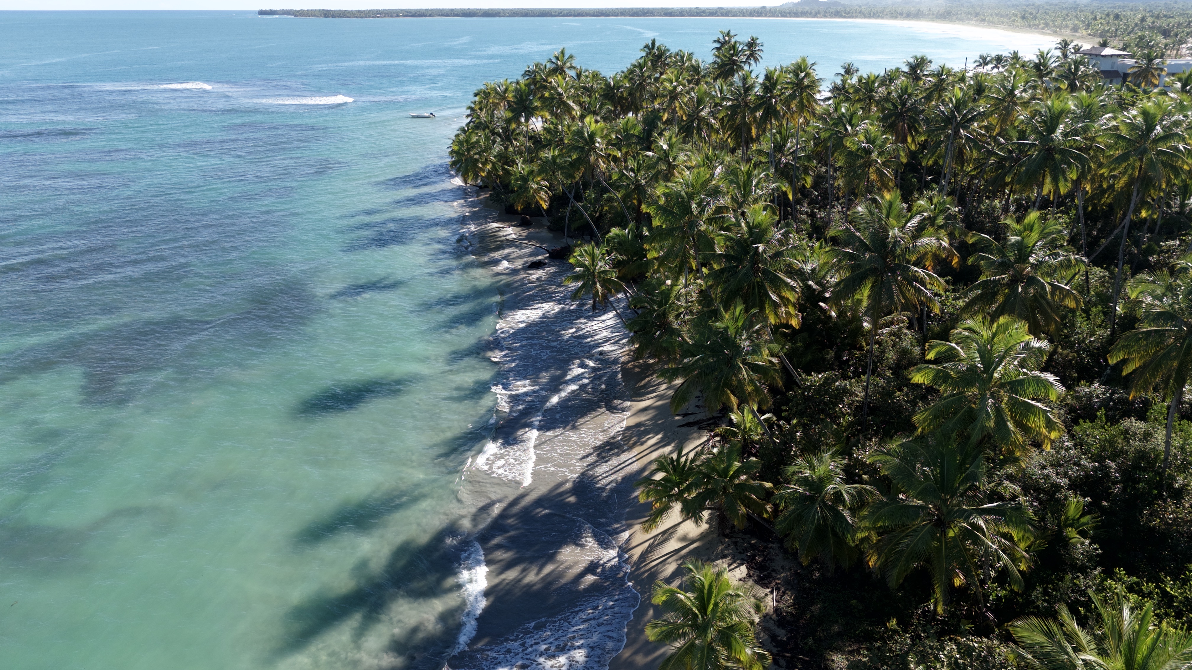 Kustlijn met palmbomen vanuit de lucht